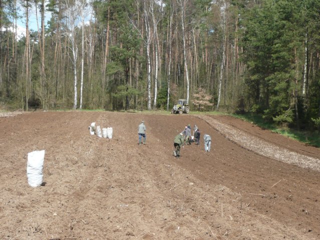 TOPINAMBUR 19.04.08